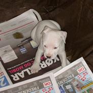 Blanding af racer coco