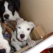 Blanding af racer coco