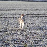 Alaskan malamute Kakki