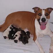 Blanding af racer Kira