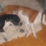 Blanding af racer Kira