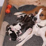 Blanding af racer Kira