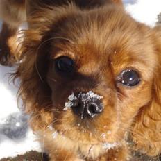 Cavalier king charles spaniel Grand Marica Sweet Q Alfa