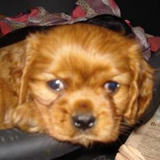 Cavalier king charles spaniel Grand Marica Sweet Q Alfa