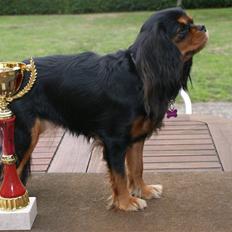 Cavalier king charles spaniel Flicka