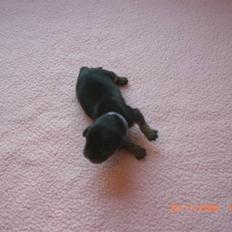 Cavalier king charles spaniel Flicka