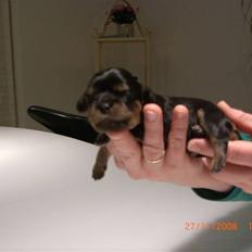 Cavalier king charles spaniel Flicka