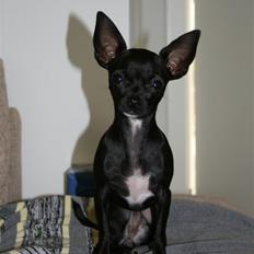 Chihuahua ***-Britney-***