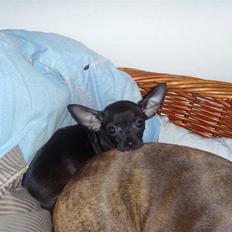 Chihuahua ***-Britney-***