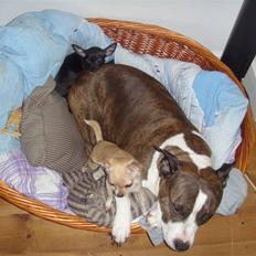 Chihuahua ***-Britney-***