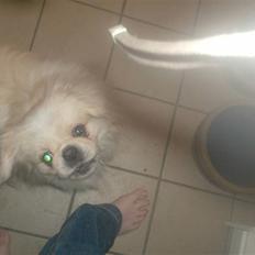Pekingeser hugo