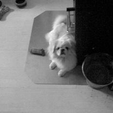 Pekingeser hugo