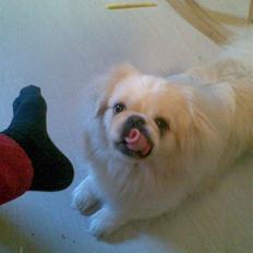 Pekingeser hugo