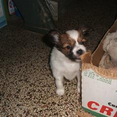 Papillon Axa's Pusle