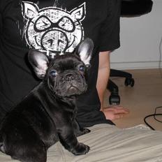 Fransk bulldog Dalvorre's B. Lumiére