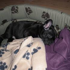 Fransk bulldog Dalvorre's B. Lumiére