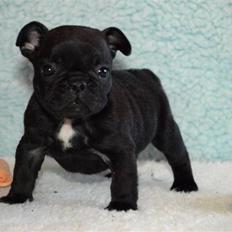 Fransk bulldog Joker face  Convict 