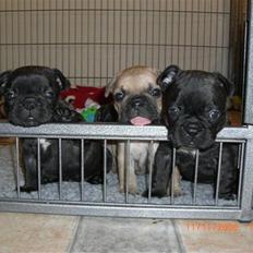 Fransk bulldog Joker face  Convict 