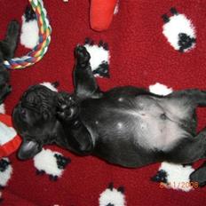 Fransk bulldog Joker face  Convict 