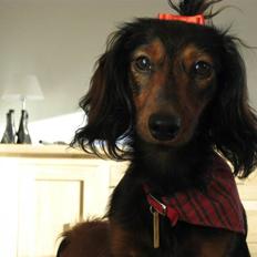 Dværggravhund Freja