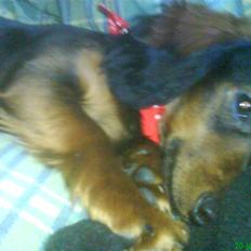 Dværggravhund Freja