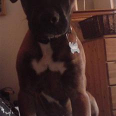 Amerikansk staffordshire terrier Chuk