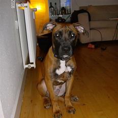Amerikansk staffordshire terrier Chuk