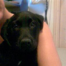 Labrador retriever Rocko