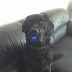 Labrador retriever Rocko