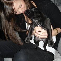 Staffordshire bull terrier Eddie