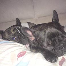 Fransk bulldog Tilde