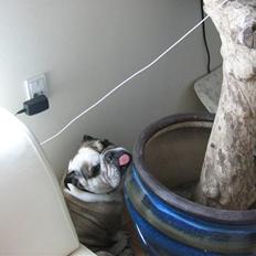 Engelsk bulldog *rip* sveske