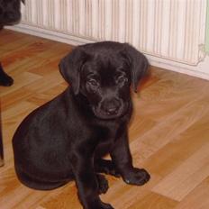 Blanding af racer Cita