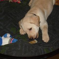 Labrador retriever rico