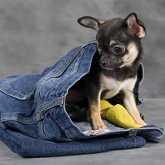 Chihuahua Karla (Gloria Gayner)