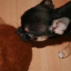 Chihuahua Karla (Gloria Gayner)