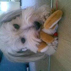 Coton de tulear Herkules (Walter)
