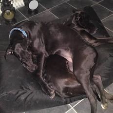 Grand danois hermann