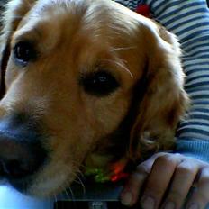 Golden retriever Mickie