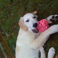 Golden retriever Buller