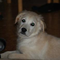 Golden retriever Buller