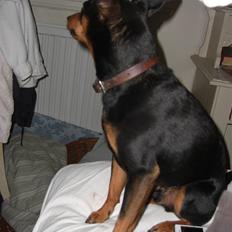 Dvaergpinscher Trofast
