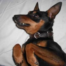 Dvaergpinscher Trofast