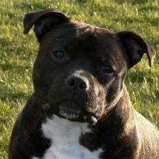 Staffordshire bull terrier AngelicStaff Bright Xenon