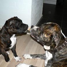 Staffordshire bull terrier AngelicStaff Bright Xenon