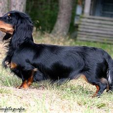 Gravhund Bornebusch`s Felix