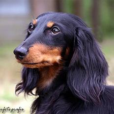 Gravhund Bornebusch`s Felix