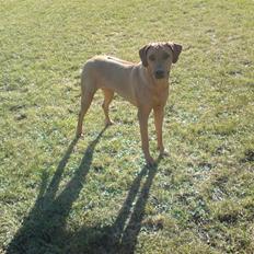 Rhodesian ridgeback Bukeka aka Lubaya