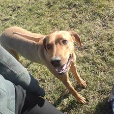 Rhodesian ridgeback Bukeka aka Lubaya