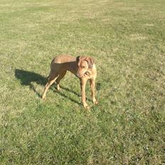 Rhodesian ridgeback Bukeka aka Lubaya
